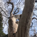 実際訪問したユーザーが直接撮影して投稿した白山植物園 / 樹木園小石川植物園の写真