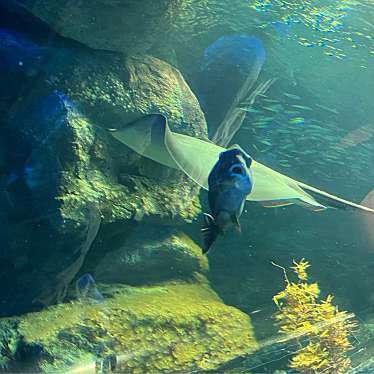 実際訪問したユーザーが直接撮影して投稿した西船見町水族館 / アクアリウム新潟市水族館 マリンピア日本海の写真