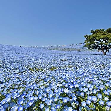 国営ひたち海浜公園のundefinedに実際訪問訪問したユーザーunknownさんが新しく投稿した新着口コミの写真