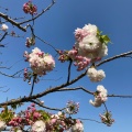 実際訪問したユーザーが直接撮影して投稿した山手町公園アメリカ山公園の写真