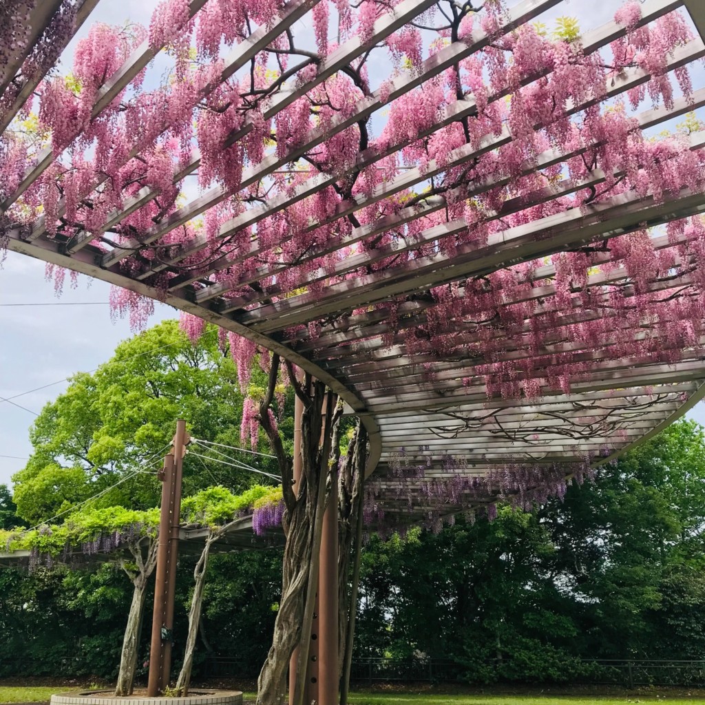 経巡鯉画龍さんが投稿した公園のお店木下万葉公園/キオロシマンヨウコウエンの写真