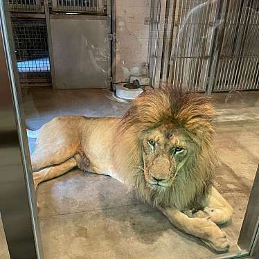 かずくんグルメと旅行さんが投稿した茶臼山町動物園のお店天王寺動物園/テンノウジドウブツエンの写真