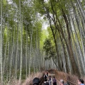 実際訪問したユーザーが直接撮影して投稿した嵯峨天龍寺芒ノ馬場町地域名所竹林の小径の写真