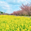 実際訪問したユーザーが直接撮影して投稿した大山町桜の名所東大山河津桜の写真