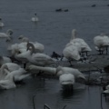 実際訪問したユーザーが直接撮影して投稿した水原湖沼 / 池瓢湖の写真