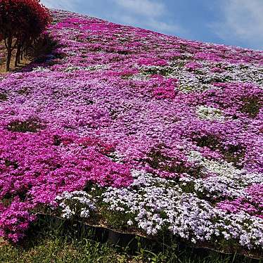 実際訪問したユーザーが直接撮影して投稿した帰来公園芝桜富士の写真