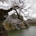 実際訪問したユーザーが直接撮影して投稿した河川千鳥ケ淵の写真