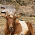 実際訪問したユーザーが直接撮影して投稿した上泉動物園袖ヶ浦ふれあいどうぶつ縁の写真