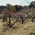 実際訪問したユーザーが直接撮影して投稿した中央町公園大池公園の写真