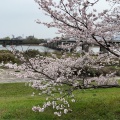 実際訪問したユーザーが直接撮影して投稿した中島散策路宮川堤の写真