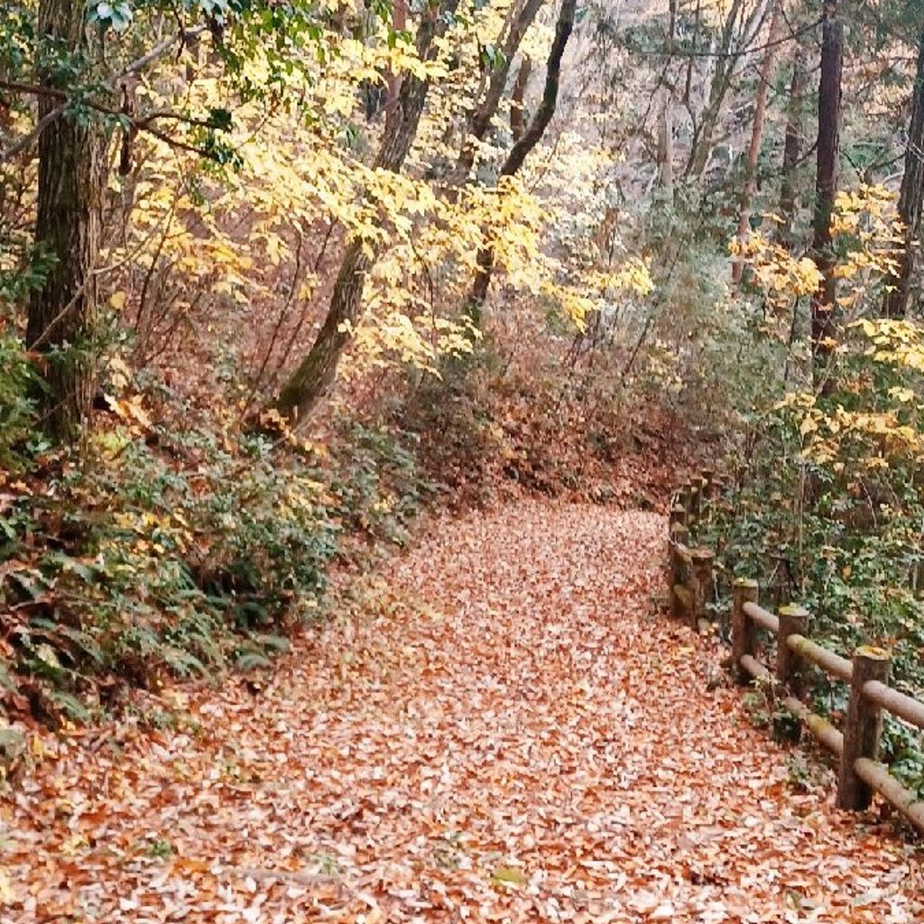 実際訪問したユーザーが直接撮影して投稿した公園YOU・遊ランドの写真