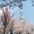 実際訪問したユーザーが直接撮影して投稿した浅草公園隅田公園の写真