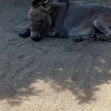 実際訪問したユーザーが直接撮影して投稿した臥竜動物園須坂市動物園の写真