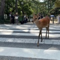 実際訪問したユーザーが直接撮影して投稿した登大路町公園奈良公園 登大路園地の写真