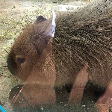 実際訪問したユーザーが直接撮影して投稿した東旭川町倉沼動物園旭川市旭山動物園の写真