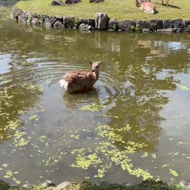 奈良公園のundefinedに実際訪問訪問したユーザーunknownさんが新しく投稿した新着口コミの写真