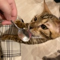 実際訪問したユーザーが直接撮影して投稿した大須テーマカフェ猫カフェ Puchi Marry 名古屋大須店の写真