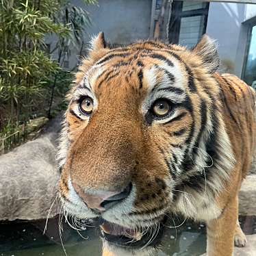 福山市立動物園のundefinedに実際訪問訪問したユーザーunknownさんが新しく投稿した新着口コミの写真