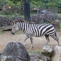 実際訪問したユーザーが直接撮影して投稿した上白根町動物園よこはま動物園ズーラシアの写真