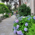 実際訪問したユーザーが直接撮影して投稿した栄町散策路宝塚 花のみちの写真