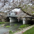 実際訪問したユーザーが直接撮影して投稿した大嶺町東分桜の名所美祢さくら公園の写真