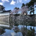 実際訪問したユーザーが直接撮影して投稿した本丸公園富山城址公園の写真