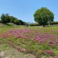 実際訪問したユーザーが直接撮影して投稿した箕郷町松之沢公園みさと芝桜公園の写真