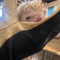 実際訪問したユーザーが直接撮影して投稿した神宮前テーマカフェHedgehog Cafe HARRY 原宿駅前店の写真