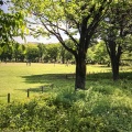 実際訪問したユーザーが直接撮影して投稿した八幡町公園武蔵野中央公園の写真