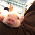 実際訪問したユーザーが直接撮影して投稿した西心斎橋カフェmipig cafe 大阪店の写真