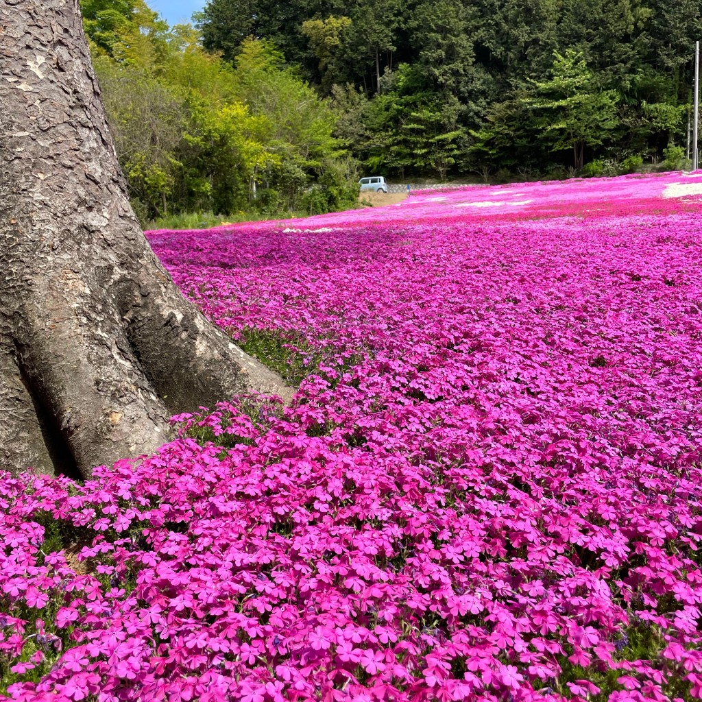 実際訪問したユーザーが直接撮影して投稿した関堀自然名所ときがわの芝桜の写真