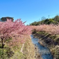 実際訪問したユーザーが直接撮影して投稿した大山町桜の名所東大山河津桜の写真