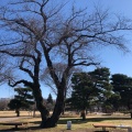 実際訪問したユーザーが直接撮影して投稿した八幡町公園武蔵野中央公園の写真