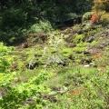 実際訪問したユーザーが直接撮影して投稿した入山公園チャツボミゴケ公園の写真