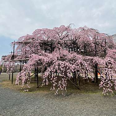 実際訪問したユーザーが直接撮影して投稿した豊井町自然名所天理教教会本部のしだれ桜の写真