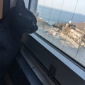 実際訪問したユーザーが直接撮影して投稿した西浦町カフェ猫宿はなはなの写真