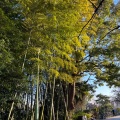 実際訪問したユーザーが直接撮影して投稿した青葉台公園西郷山公園の写真