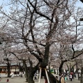 実際訪問したユーザーが直接撮影して投稿した九段北桜の名所靖國の桜の写真