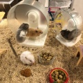 実際訪問したユーザーが直接撮影して投稿した神宮前テーマカフェHedgehog Cafe HARRY 原宿駅前店の写真