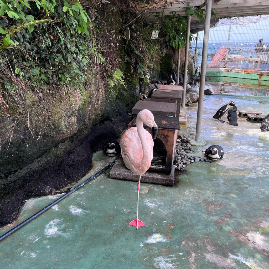 実際訪問したユーザーが直接撮影して投稿した内浦長浜その他飲食店伊豆・三津シーパラダイス テイクアウトコーナーの写真