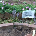 実際訪問したユーザーが直接撮影して投稿したもくせいの杜庭園昭和記念公園ハーブ園の写真