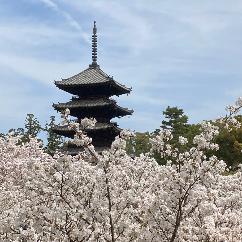 マグノリアうさぎさんが投稿した御室大内寺のお店仁和寺/ニンナジの写真