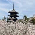 実際訪問したユーザーが直接撮影して投稿した御室大内寺仁和寺の写真