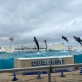 実際訪問したユーザーが直接撮影して投稿した石川水族館 / アクアリウムオキちゃん劇場の写真