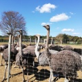 実際訪問したユーザーが直接撮影して投稿した半ノ木動物園ダチョウ王国 石岡ファームの写真