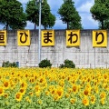 実際訪問したユーザーが直接撮影して投稿した東前町生息地 / 群生地・飛来地大垣ひまわり畑の写真