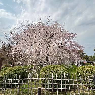 円山公園のundefinedに実際訪問訪問したユーザーunknownさんが新しく投稿した新着口コミの写真