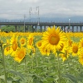 実際訪問したユーザーが直接撮影して投稿した東前町生息地 / 群生地・飛来地大垣ひまわり畑の写真