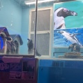実際訪問したユーザーが直接撮影して投稿した吉祥寺本町ダイニングバーCafe&Bar ペンギンのいるダイニングの写真