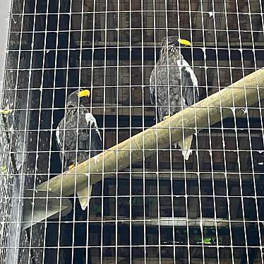 秋田市大森山動物園のundefinedに実際訪問訪問したユーザーunknownさんが新しく投稿した新着口コミの写真